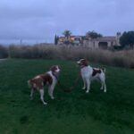 Bonnie and Clyde at Terranea